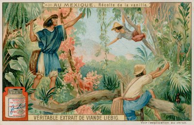 Mexicanos, colher, baunilha, vagens de European School
