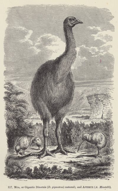 Moa, ou Gigantic Dinornis (D giganteus) restaurado; e Apteryx, A Mantelli (gravura) de European School