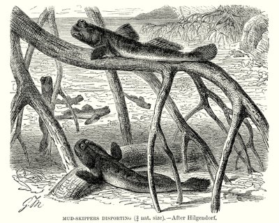 Desportos de marinheiros na lama (gravura) de European School