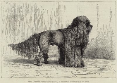Nero, um Caniche Alemão Revestido a Cordas, na Exposição Canina Internacional de Berlim (gravura) de European School