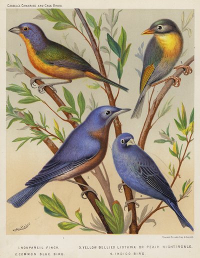 Pintassilgo, Liothrix de barriga amarela ou Rouxinol de Pekin, Pássaro azul comum, Pássaro índigo (litografia a cores) de European School