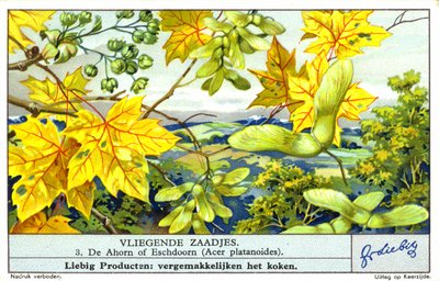 Ácer da Noruega (Acer platanoides) (cromólito) de European School