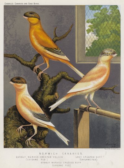 Norwich Canaries, Evenly Marked Crested Yellow, Cayenne Fed, Grey Crested Buff, Cayenne Fed, Evenly Marked Crested Buff, Cayenne Fed (cor litho) de European School