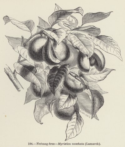 Noz-moscada, Myristica moschata, Lamarck (gravura) de European School