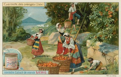 Colheita de laranja na Itália de European School