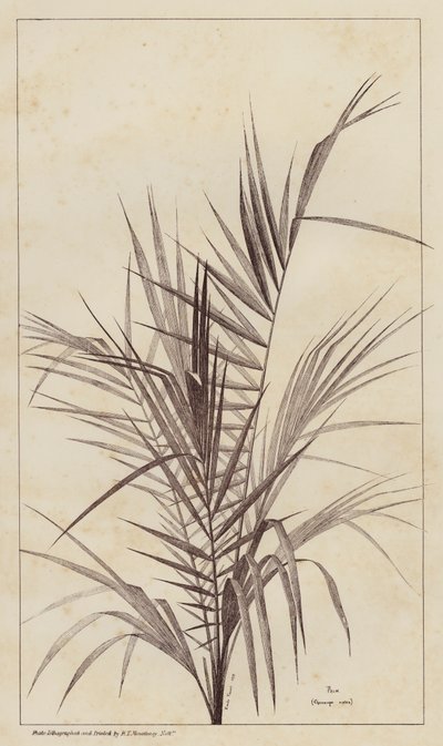 Palmeira, Chamaerops Exelsa (litho) de European School