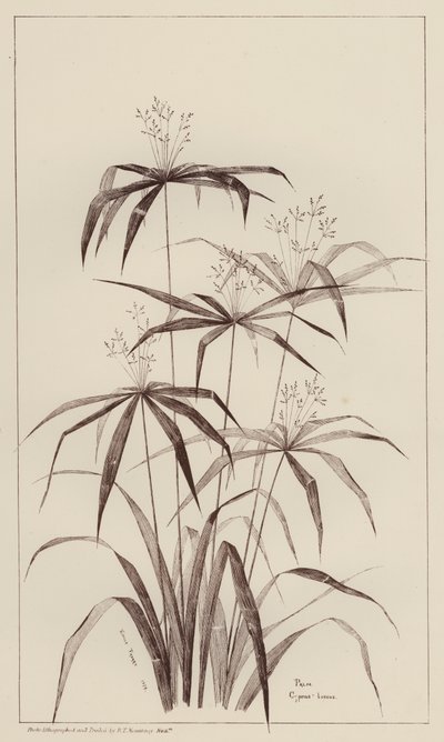 Palmeira Cyperus Luscus (litho) de European School