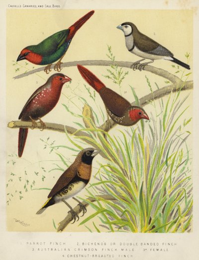 Tentilhão-do-papagaio, tentilhão-dos-bichos ou tentilhão-de-banda-dupla, tentilhão-da-austrália, macho, fêmea, tentilhão-do-peito-castanho (litografia a cores) de European School