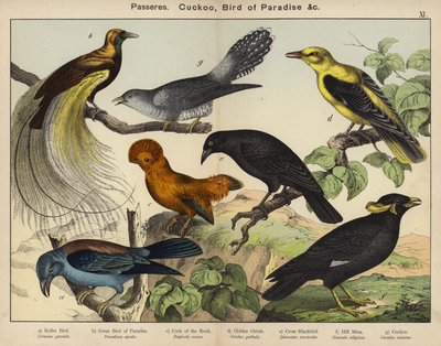 Passeres, Cucos, Ave do Paraíso (cor litho) de European School