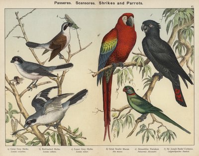 Passeres, Scansores, Picanços e Papagaios (litografia a cores) de European School