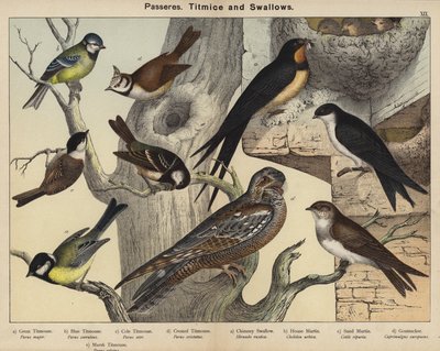 Passerelles, Titmice e Swallows (cor litho) de European School