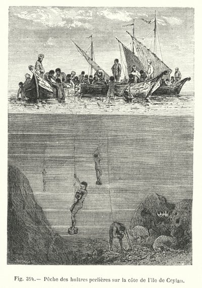 Pesca da ostra pérola na costa do Ceilão (gravura) de European School