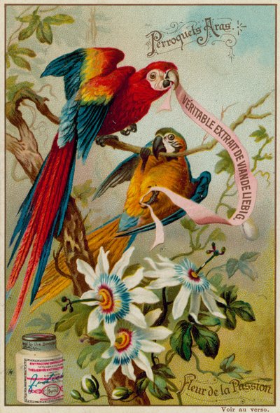 Aras papagaios e flor da paixão de European School