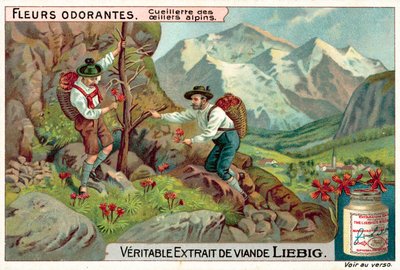 Colheita de diantus alpinos (chromolitho) de European School