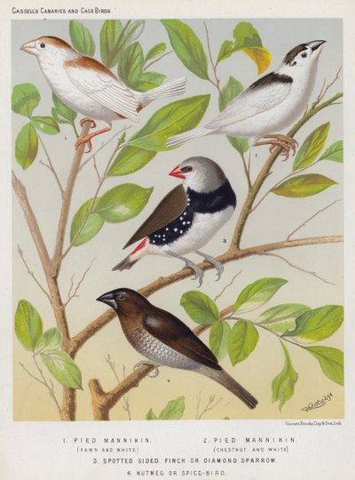 Mannikin pied, fulvo e branco, castanho e branco, pintassilgo ou pardal-diamante, noz-moscada ou pássaro-especiaria (lito colorido) de European School