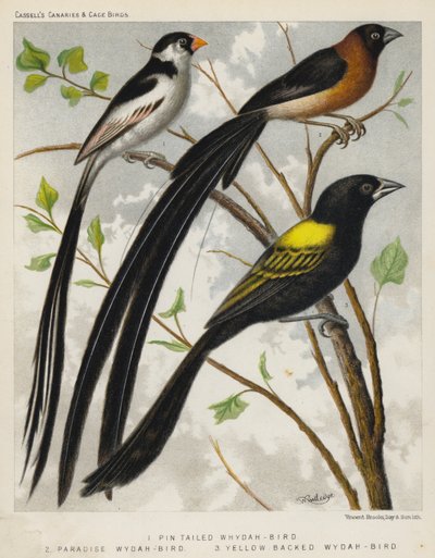 Pin Tailed Whydah-Bird, Paradise Wydah-Bird, Yellow Backed Wydah-Bird (cor litho) de European School