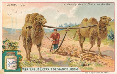 Lavoura com camelos, Sibéria, cartão Liebig, início do século XX (cromo) de European School