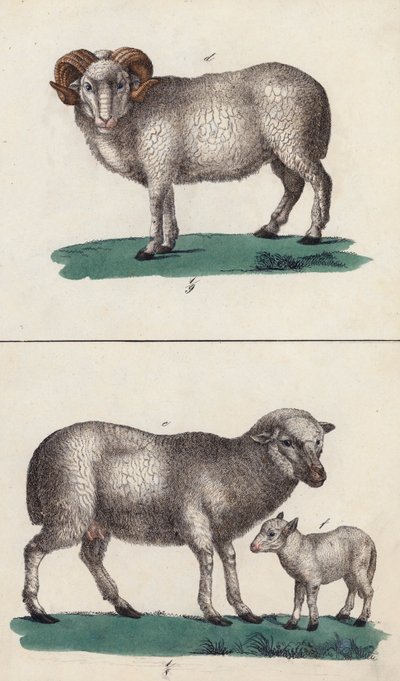 Carneiro, ovelha e cordeiro (litografia a cores) de European School