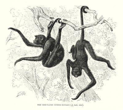 Macaco-aranha de cara vermelha (gravura) de European School