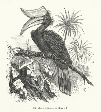 Rinoceronte Hornbill (gravura) de European School