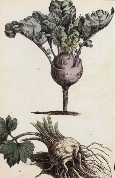 Culturas de raízes (litografia a cores) de European School