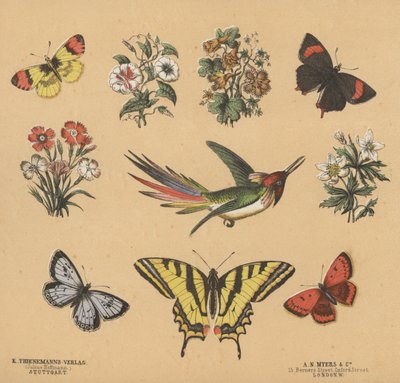 Raspas para Juvenis (cor litho) de European School