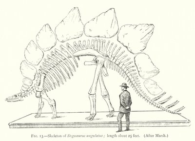 Esqueleto de Estegossauro ungulatus (litho) de European School