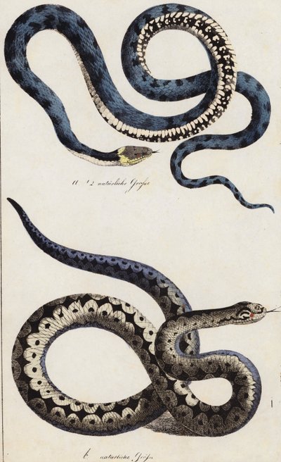 Cobras (litografia a cores) de European School