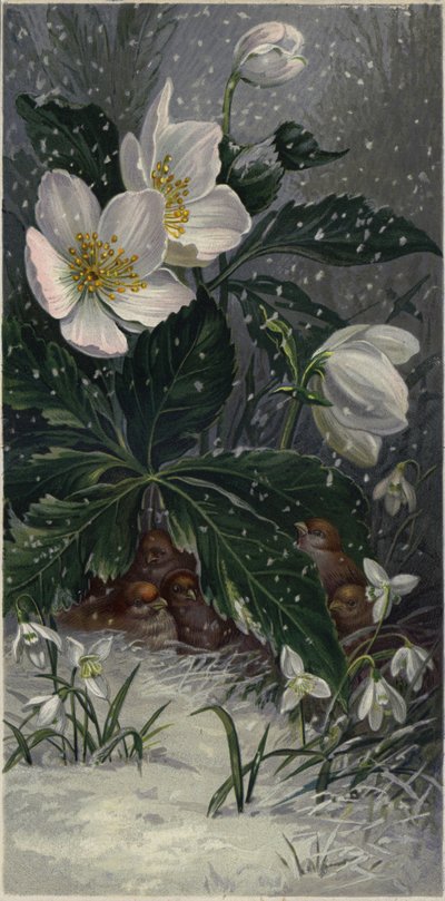 Pardais abrigados da neve debaixo de uma planta com flor (litografia a cores) de European School