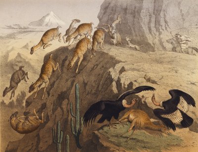 A Cordilheira dos Andes no Peru (litografia a cores) de European School