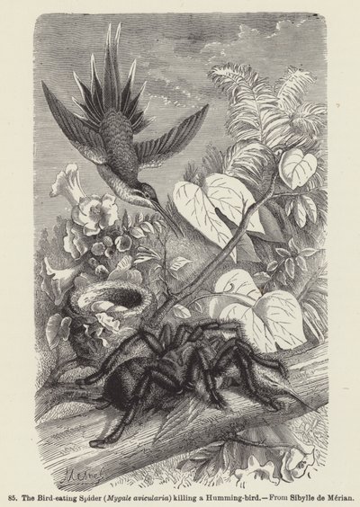 A Aranha Comedora de Aves (Mygale avicularia) matando um Beija-flor (gravação) de European School