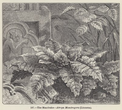 O Mandrágora, Atropa mandragora, Linnaeus (gravura) de European School