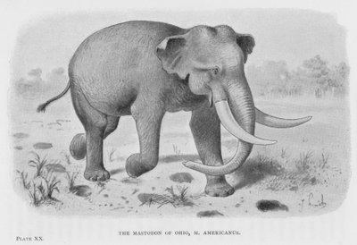 O Mastodonte de Ohio, M Americanus (litho) de European School