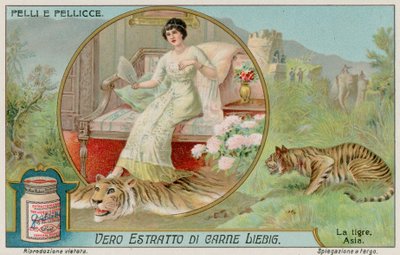 O Tigre de European School