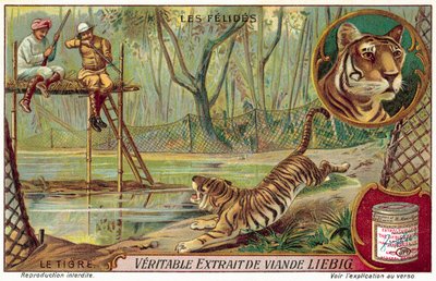 Tigre (chromolitho) de European School
