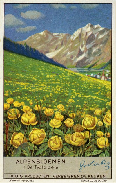 Trollius (globeflower) (chromolitho) de European School