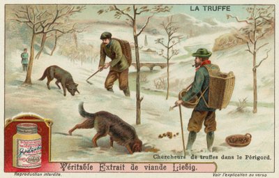 Caçadores de trufas em Perigord na França de European School