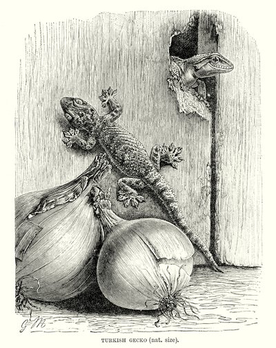 Osga turca (gravura) de European School