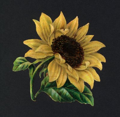 Sucata vitoriana: Girassol (chromolitho) de European School
