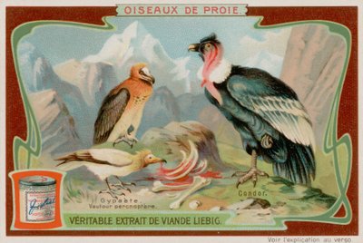 Abutre e Condor de European School