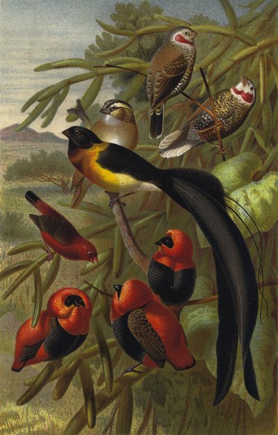 Webervogel de European School