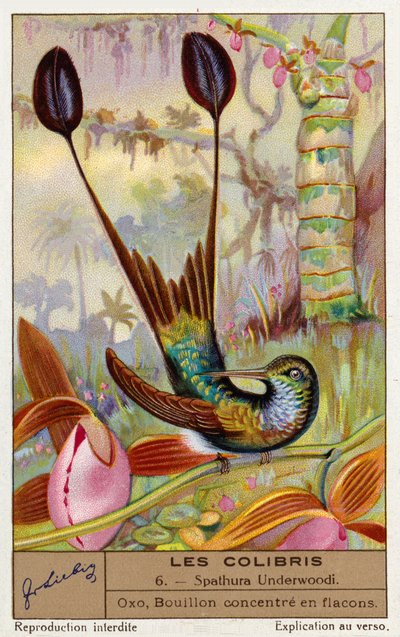 Rabo de raquete de patas brancas (Spathura Underwoodii) (cromolitho) de European School