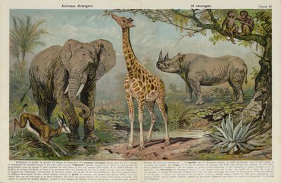 Animais selvagens de European School