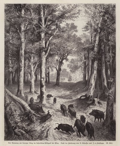 Javali selvagem no Lorenzer Berg no Parque Imperial em Viena, Áustria (gravura) de European School