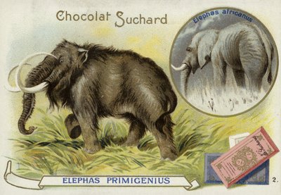Mamute-lanoso e elefante africano de European School
