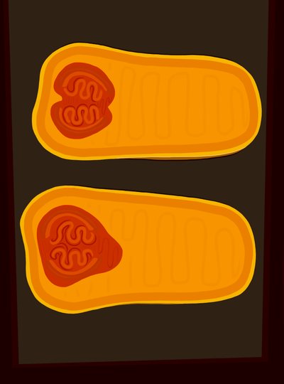 Butternut Squash (arte digital) de Evan Sklar