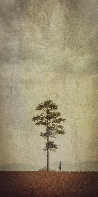 Campo da Árvore Solitária de Evgenii Novichikhin