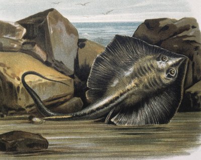 Ratazana comum (Trygon pastinaca). de F. (after) Padro