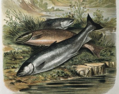 Salmões. Gravura a partir de um desenho de F. Padro. Gravura de F. (after) Padro