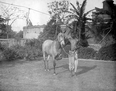 Homem com um cavalo, Alipore, Índia, 1905-1906 de F. L. Peters